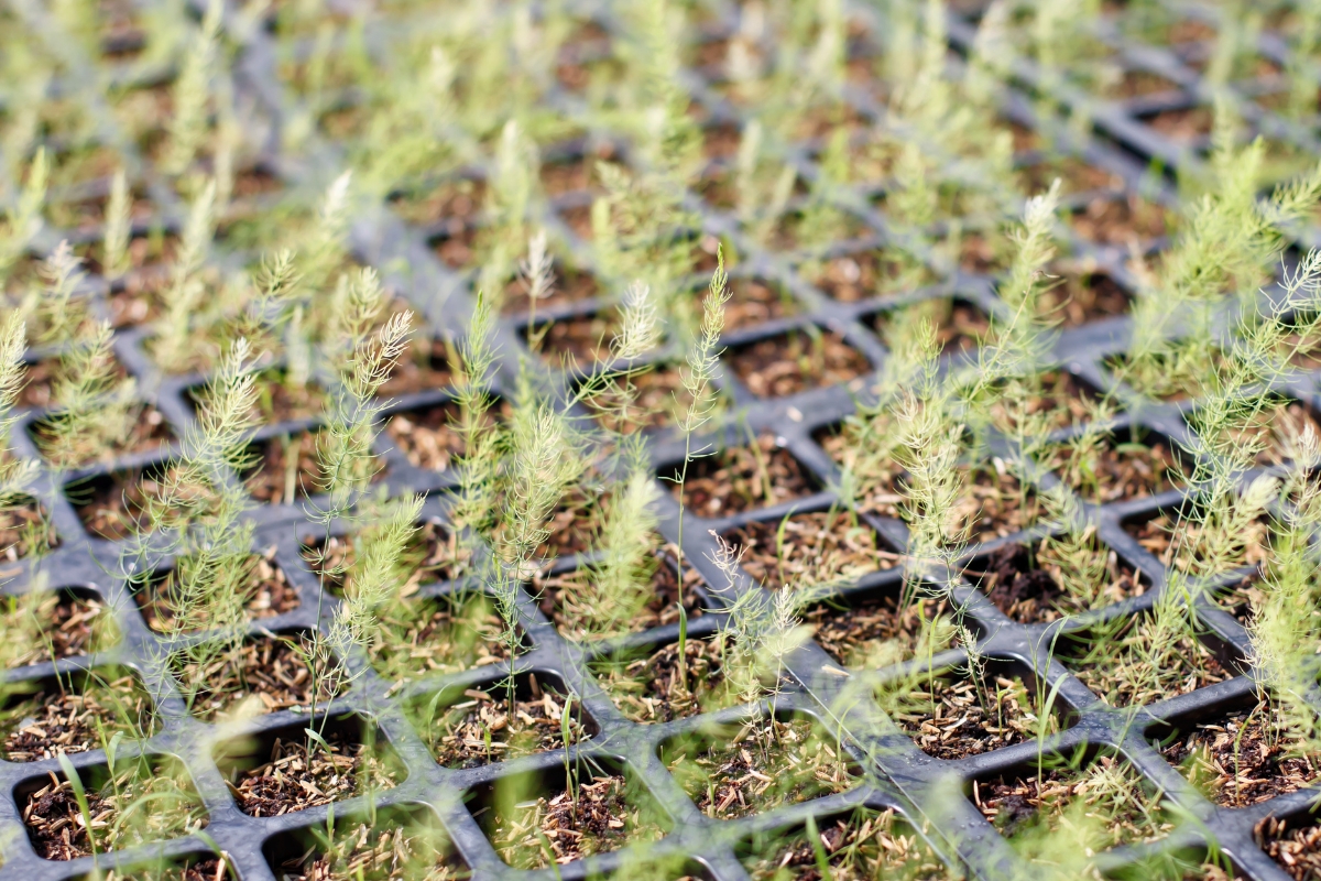 asparagus seedlings in seed tray