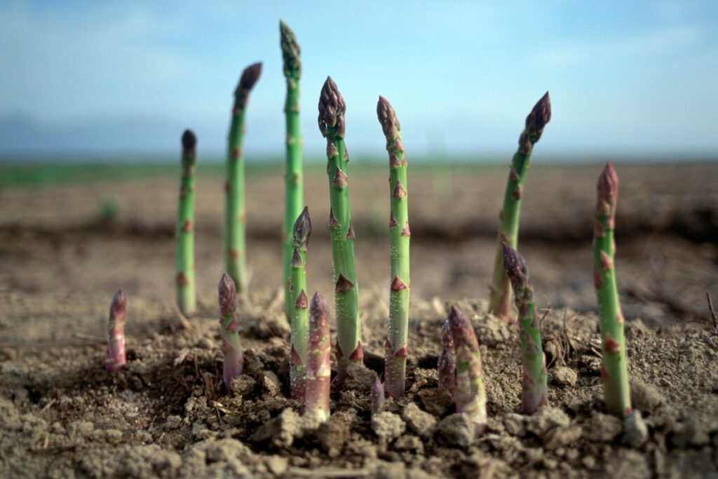 How to Grow Asparagus from Seed or Crowns