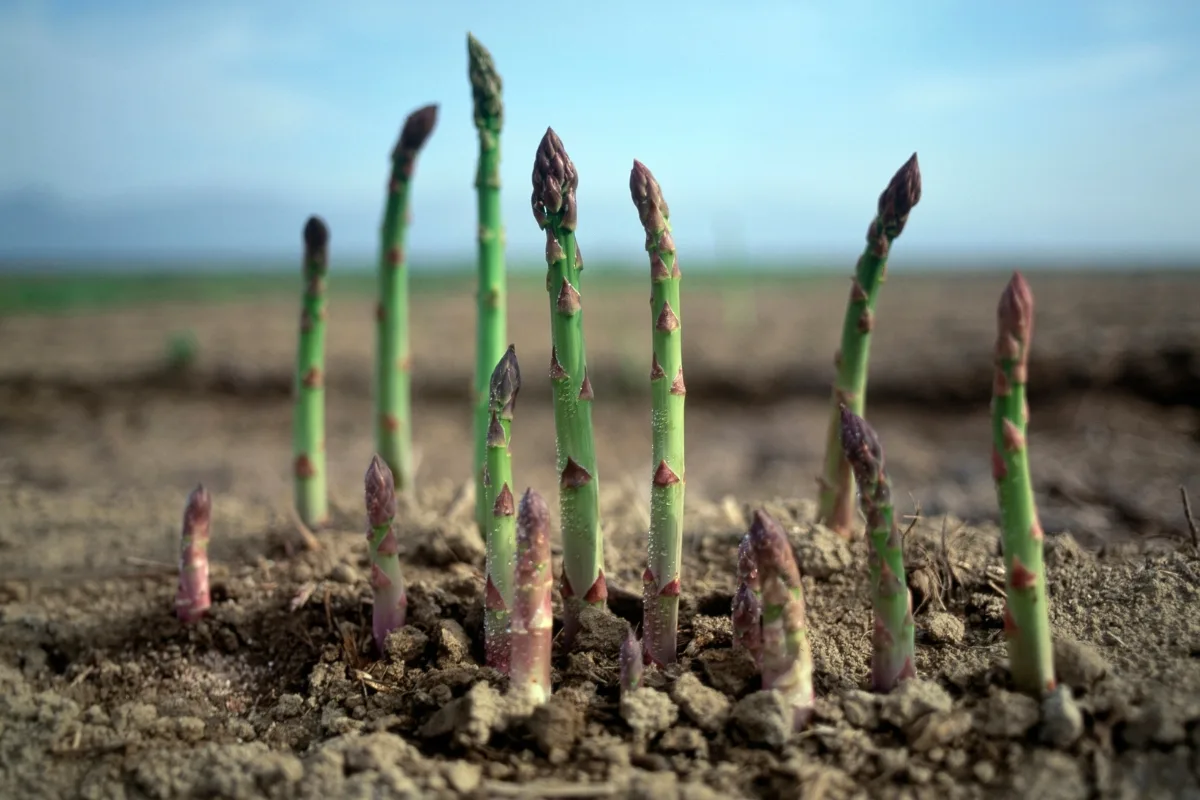 asparagus spears popping out of the ground