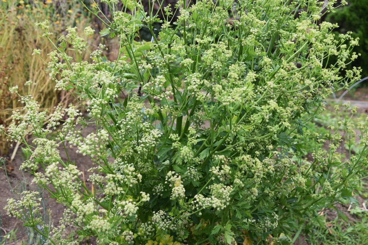 bolted celery plant