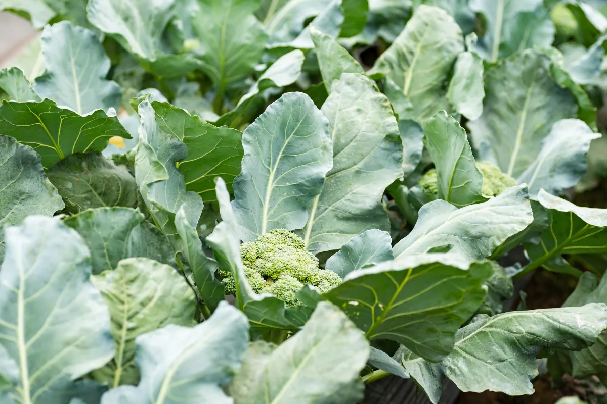 broccoli plants growing in rows