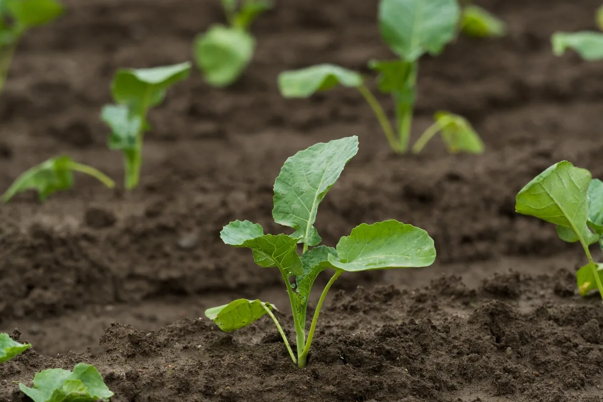 broccoli seedlings planted in the garden