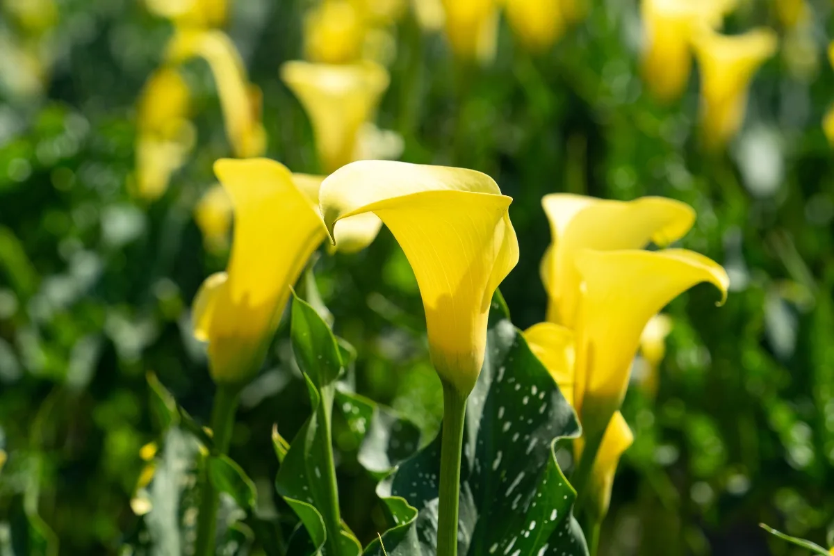 yellow calla lilies growing in a sunny location