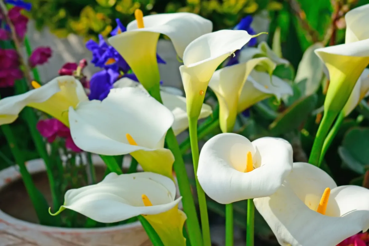 calla lilies growing in containers