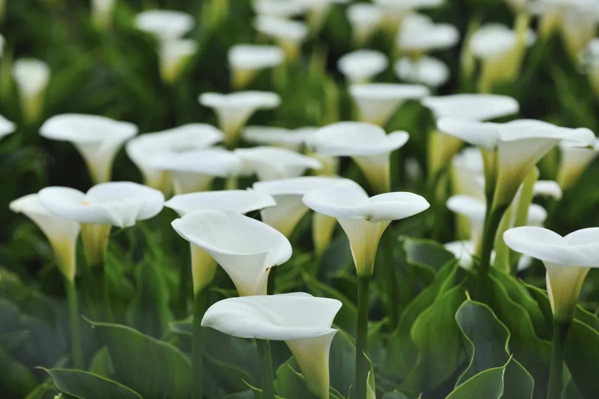 white calla lilies growing in the garden