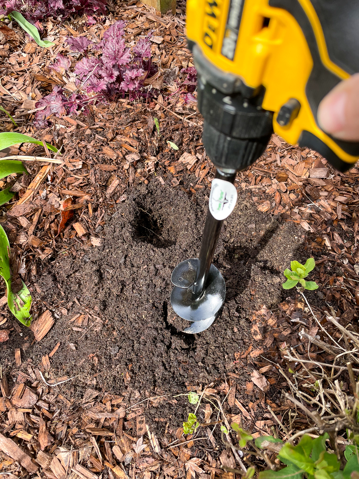 digging holes for calla lily bulbs with a 3" auger attached to a cordless drill