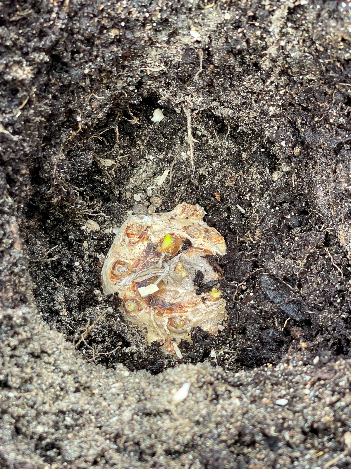 calla lily bulb planted face up in hole