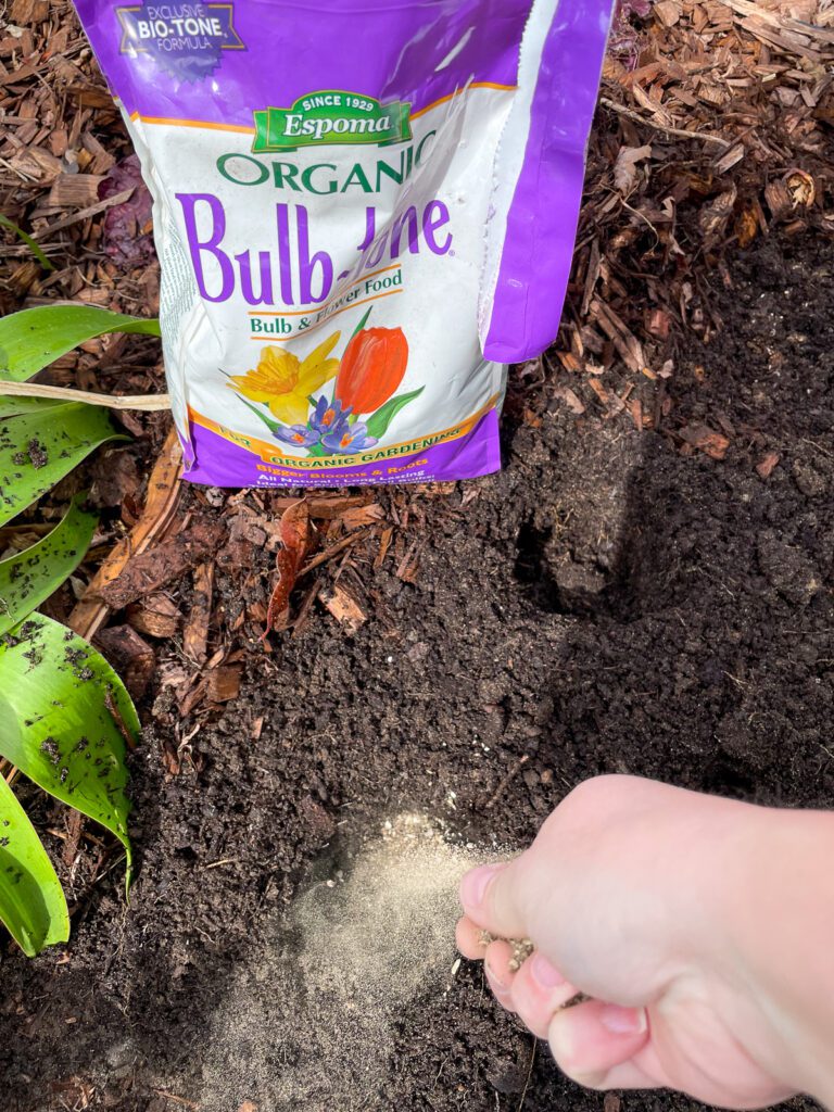 How to Plant Calla Lily Bulbs