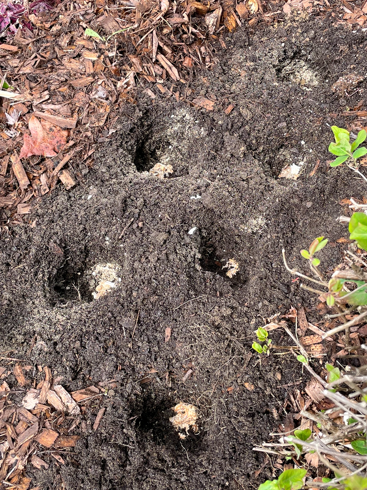 calla lily bulbs in holes in the ground