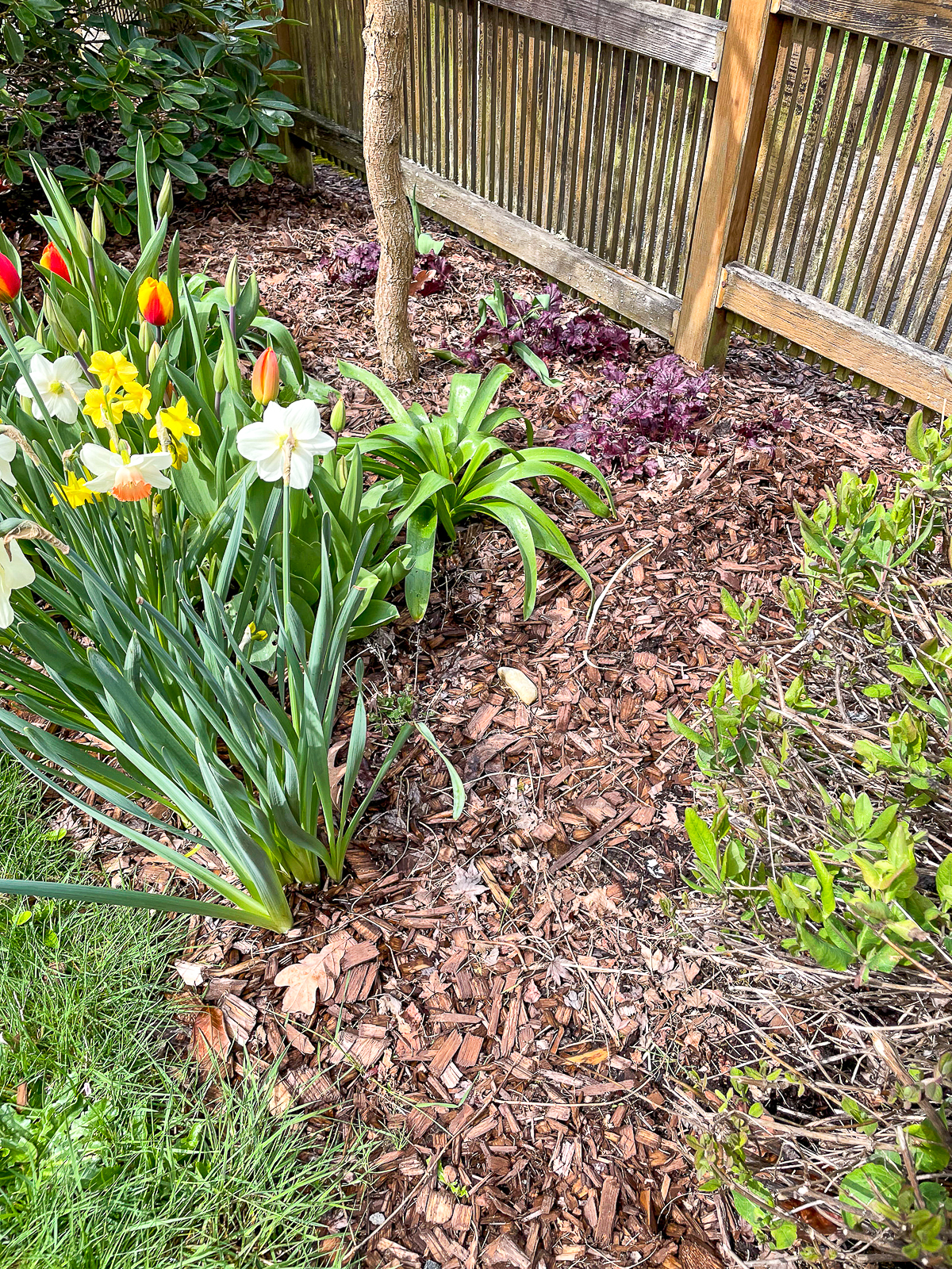 planting site for calla lily bulbs