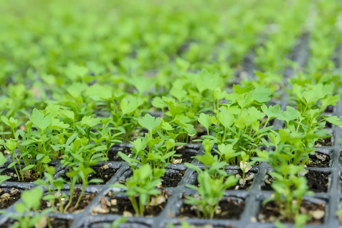 celery seedlings in trays