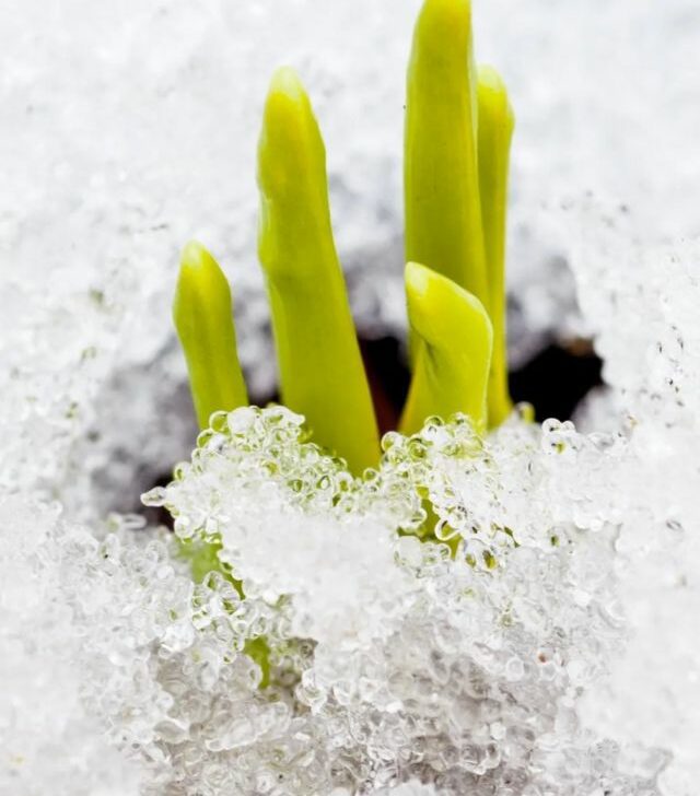 plant growing out of snow covered ground