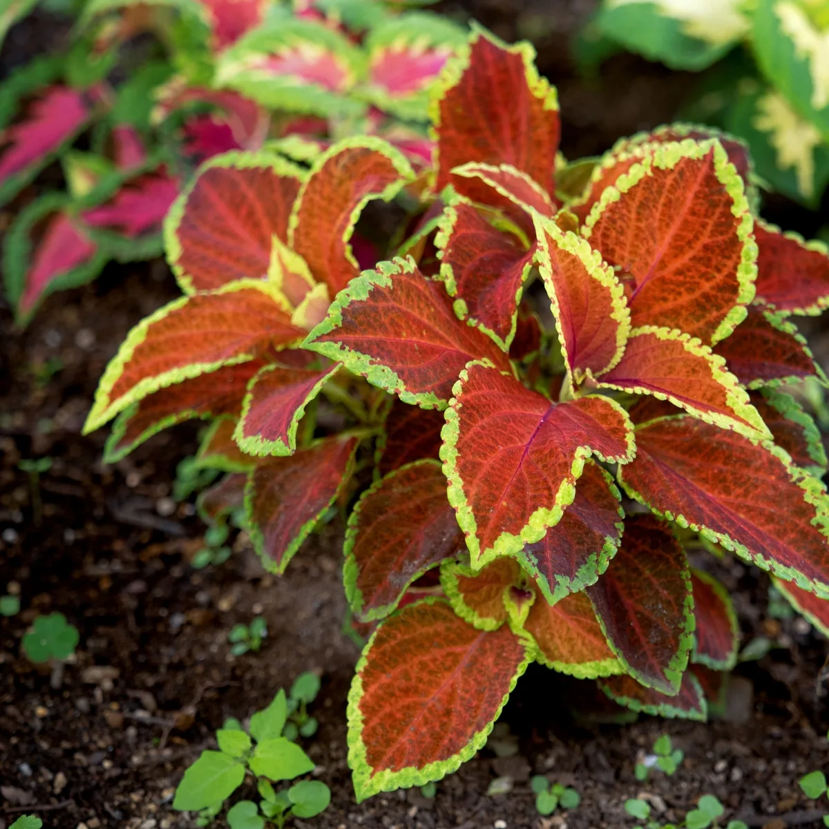 coleus planted in the garden