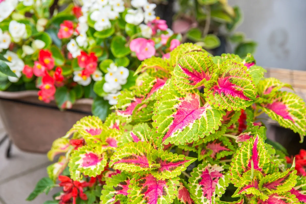 green and pink coleus in a container