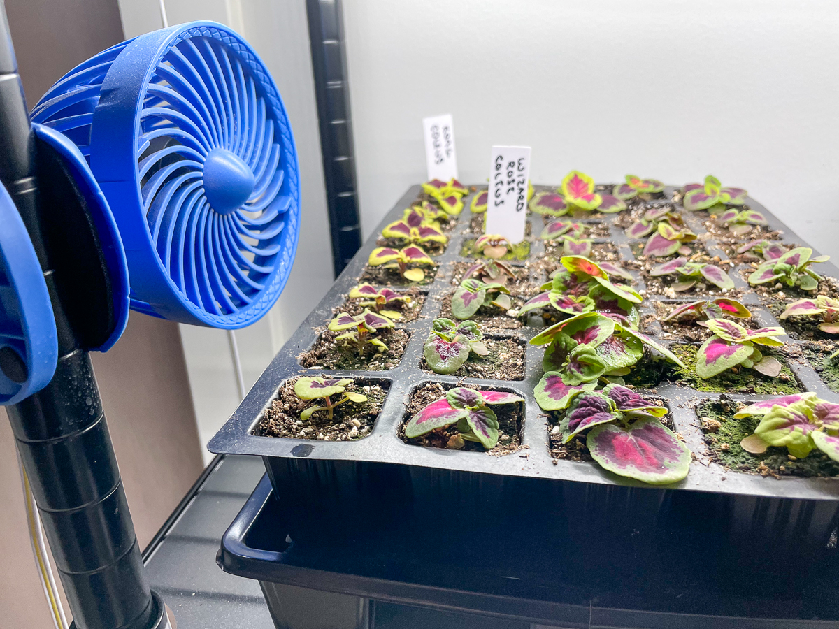 clip on fan next to tray of coleus seedlings