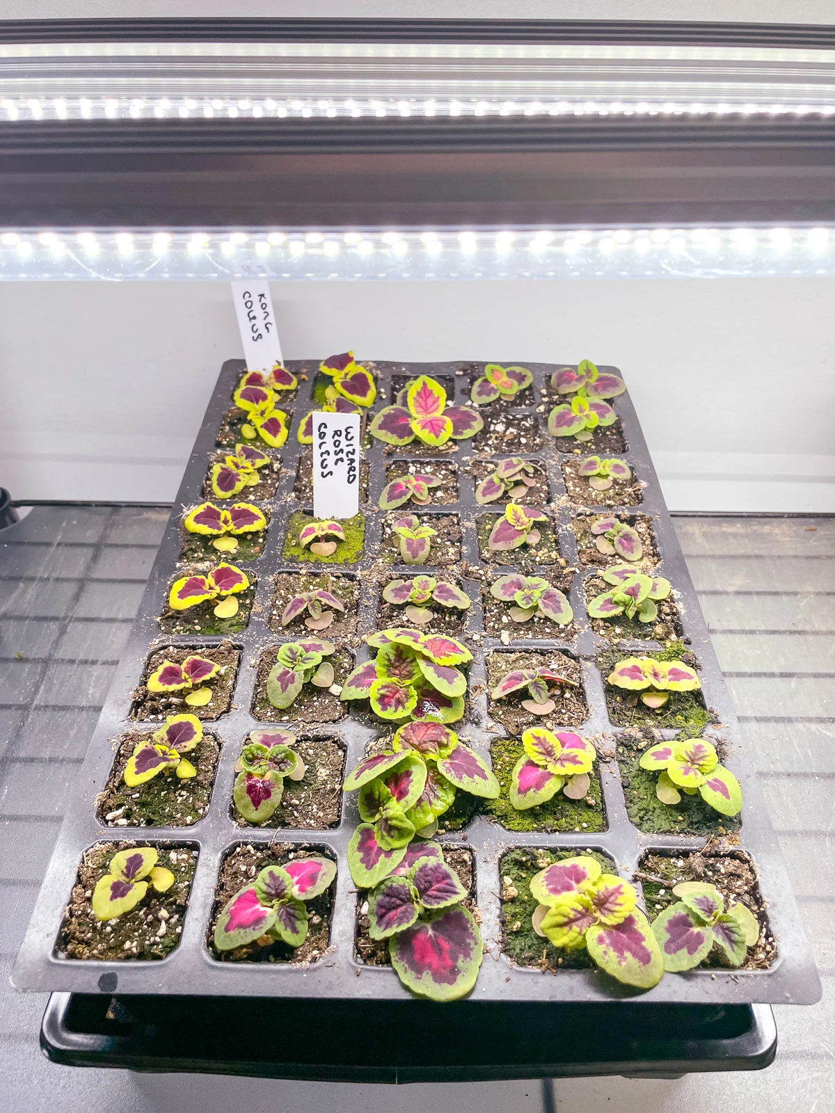 grow lights over coleus seedlings