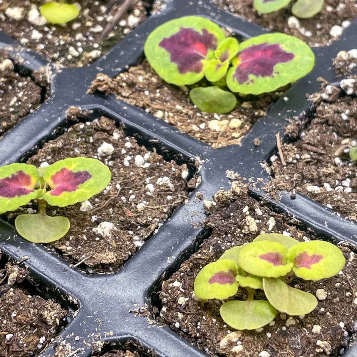 coleus seedlings to be thinned