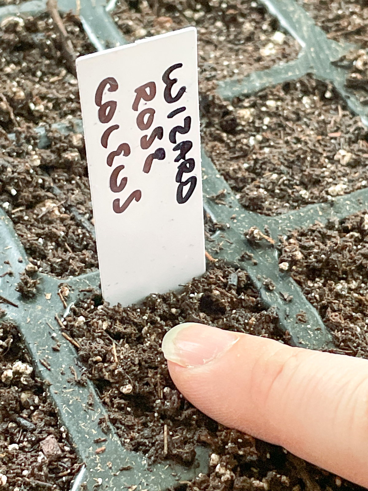 pressing coleus seeds into the soil surface