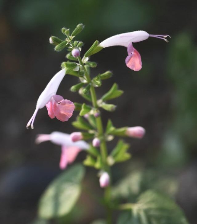 close up of coral nymph salvia blooming