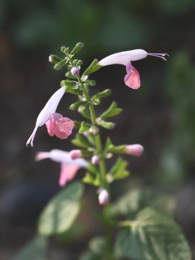 GROWING CORAL NYMPH SALVIA FROM SEED