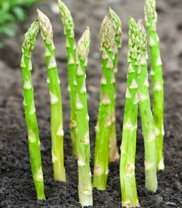 asparagus growing out of the ground
