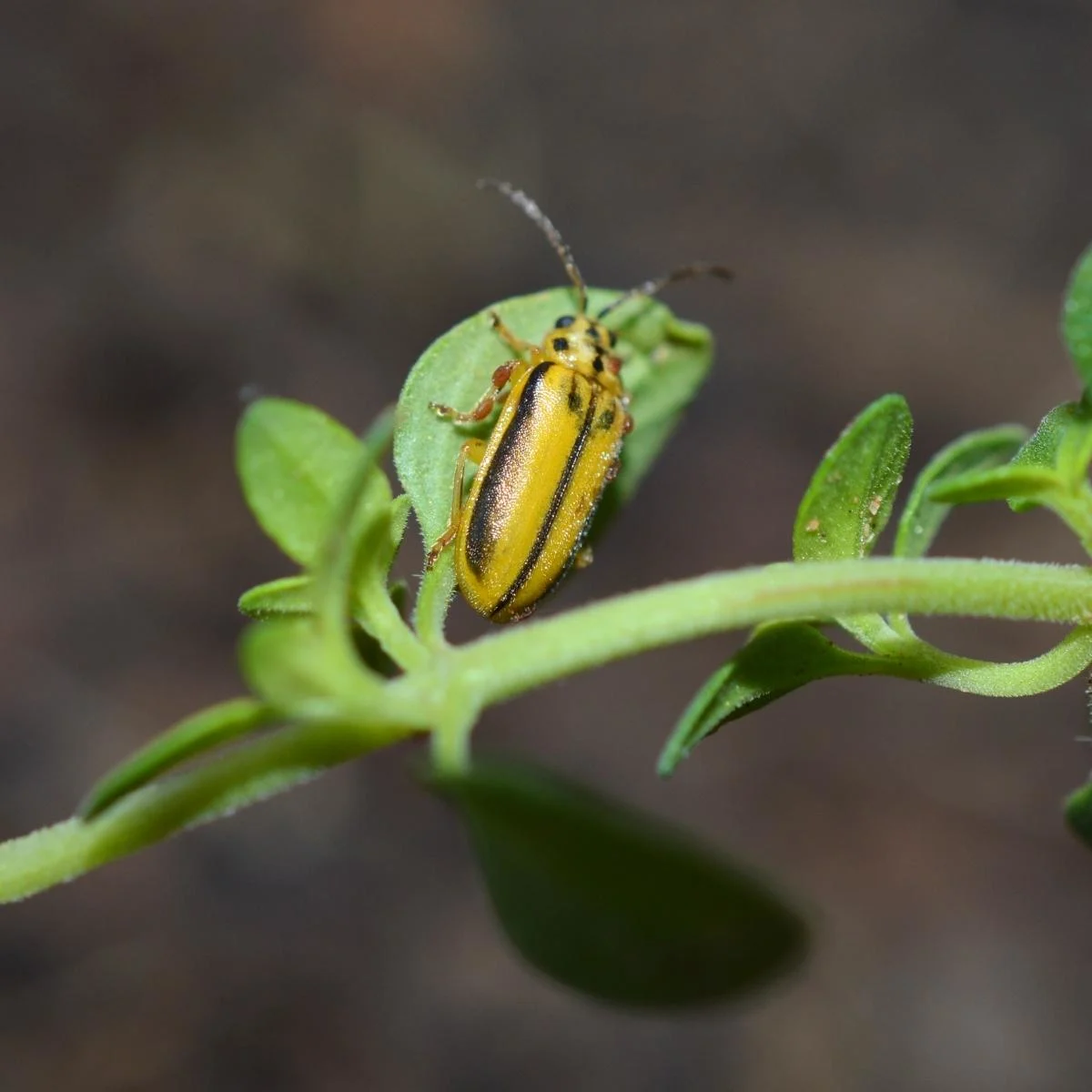 cucumber beetle