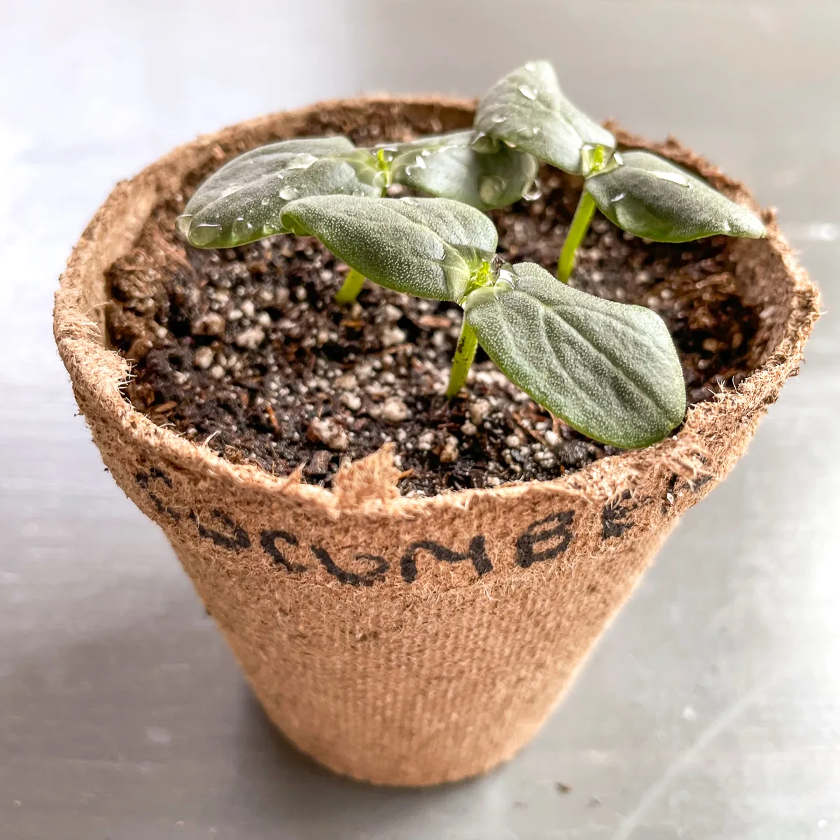 cucumber seedlings in peat pot