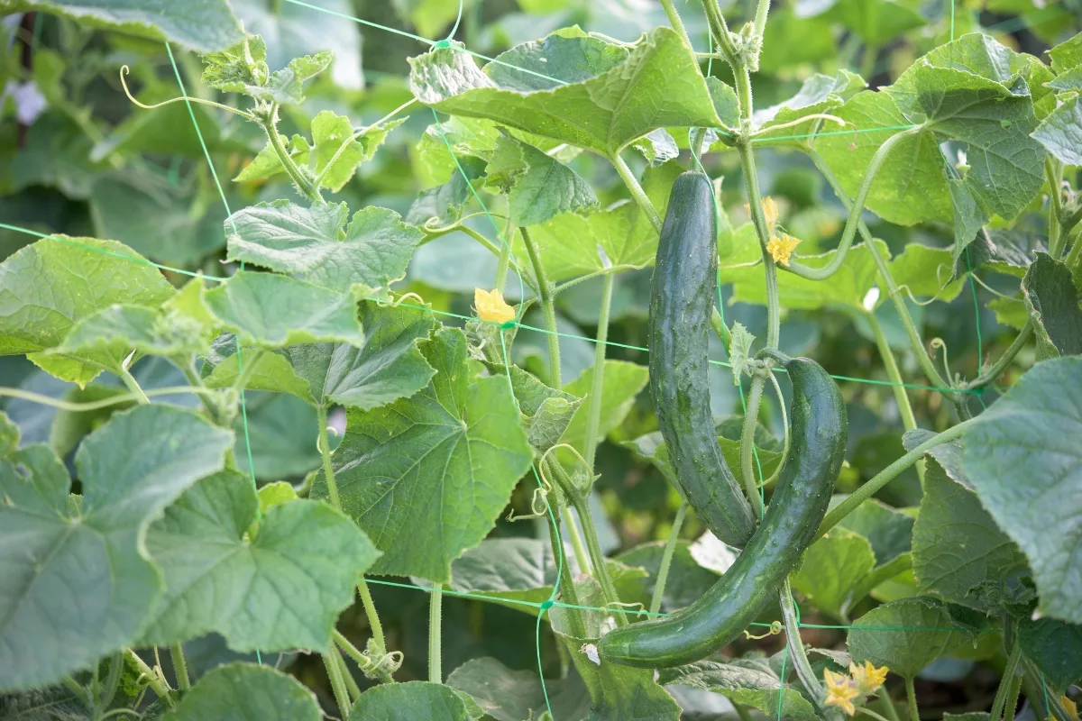 cucumbers growing on a wire trellis