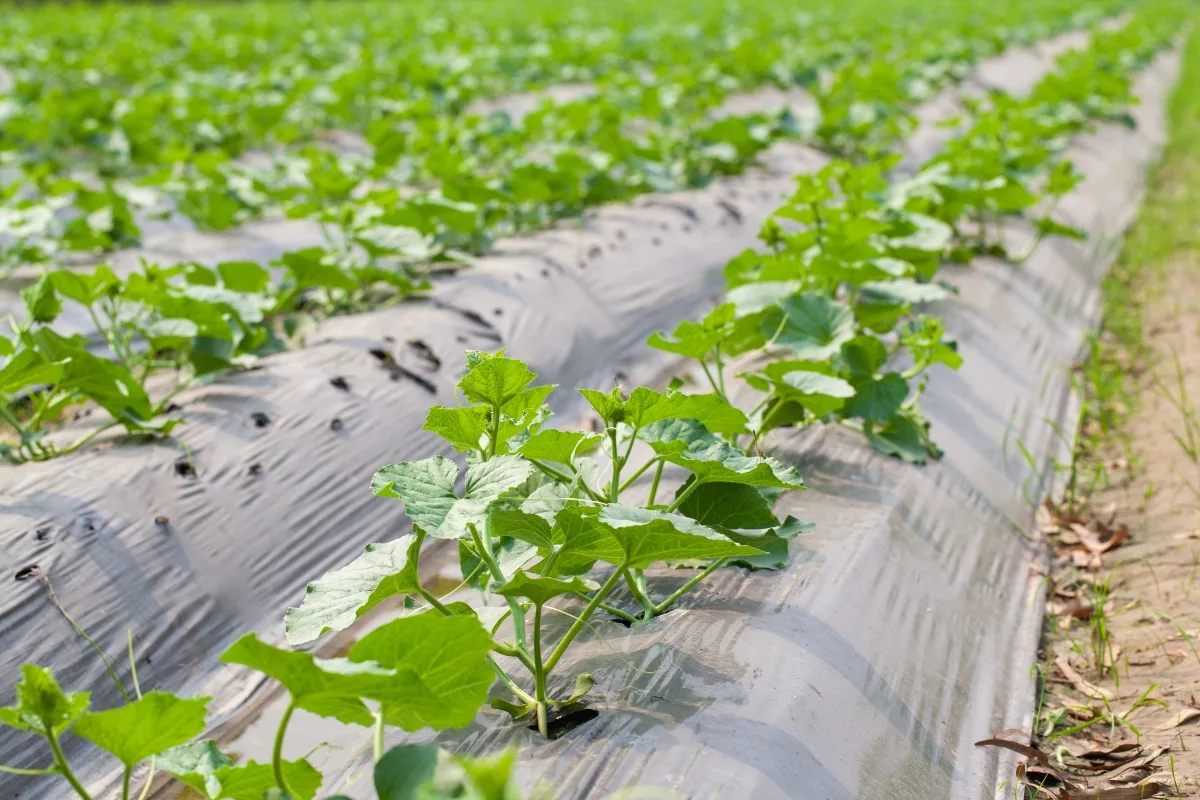 plastic mulch over cucumber plants