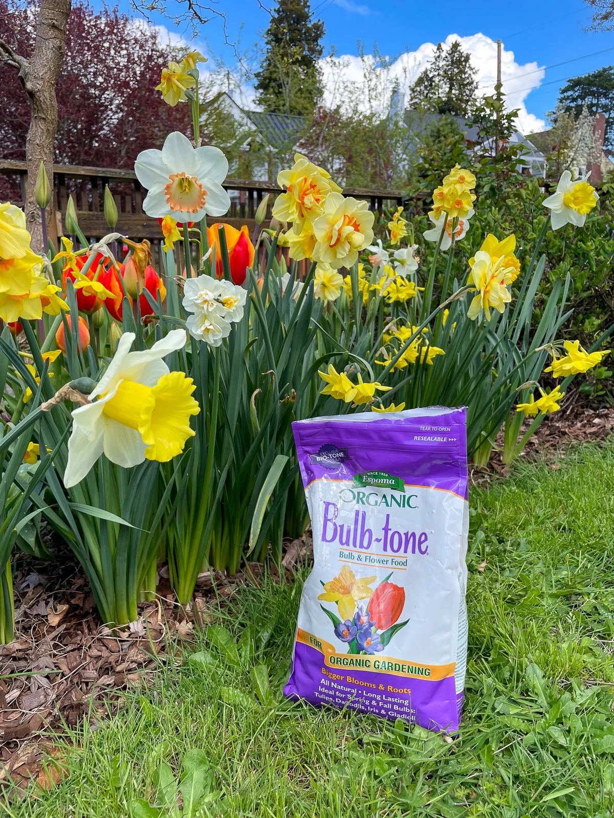 bulb-tone fertilizer bag next to daffodils and tulips