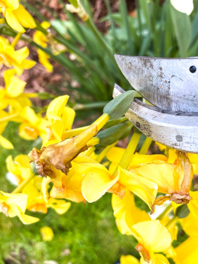 What to do with daffodils after they bloom