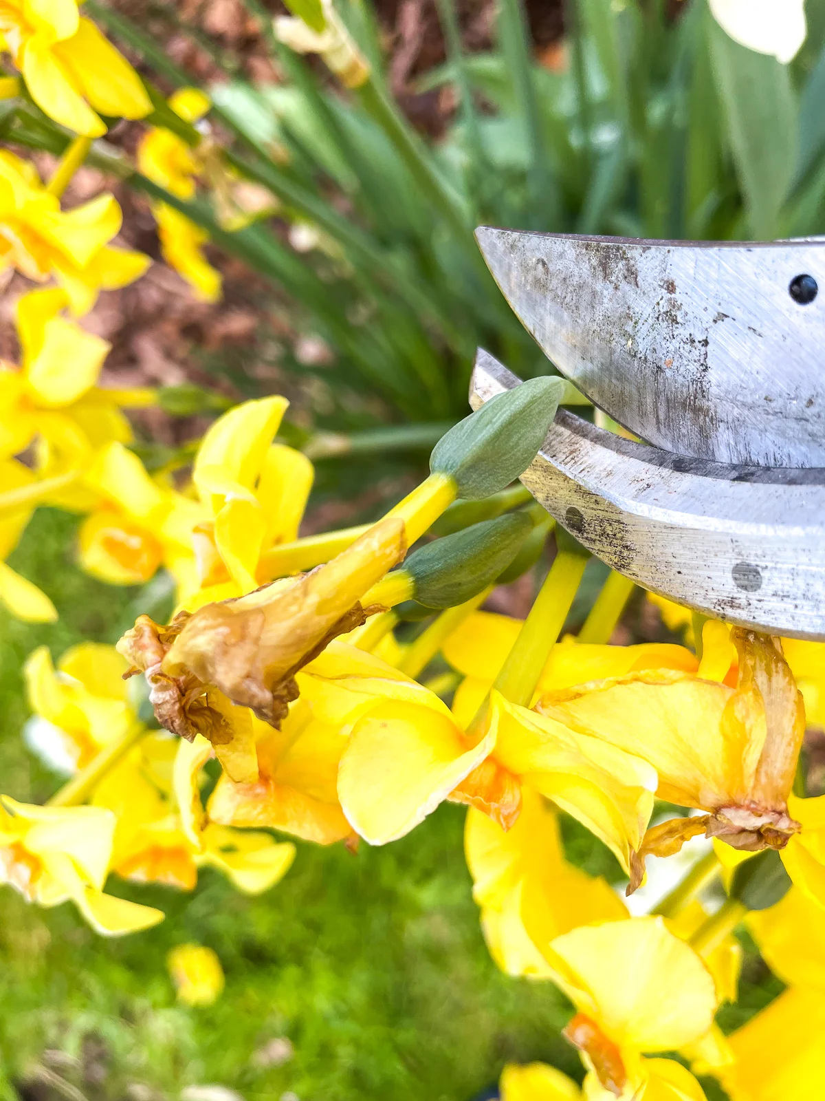 cutting off faded daffodil flowers