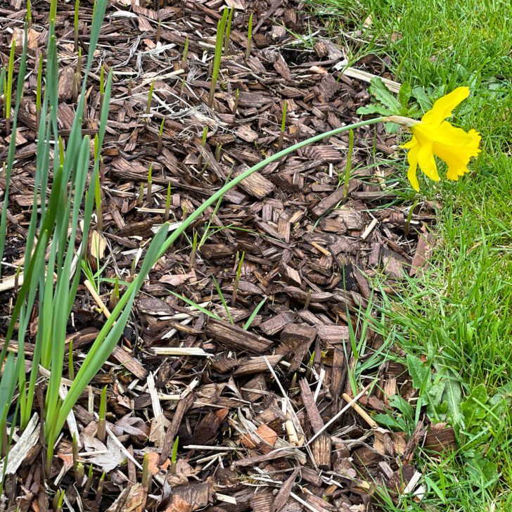 What to do with daffodils after they bloom