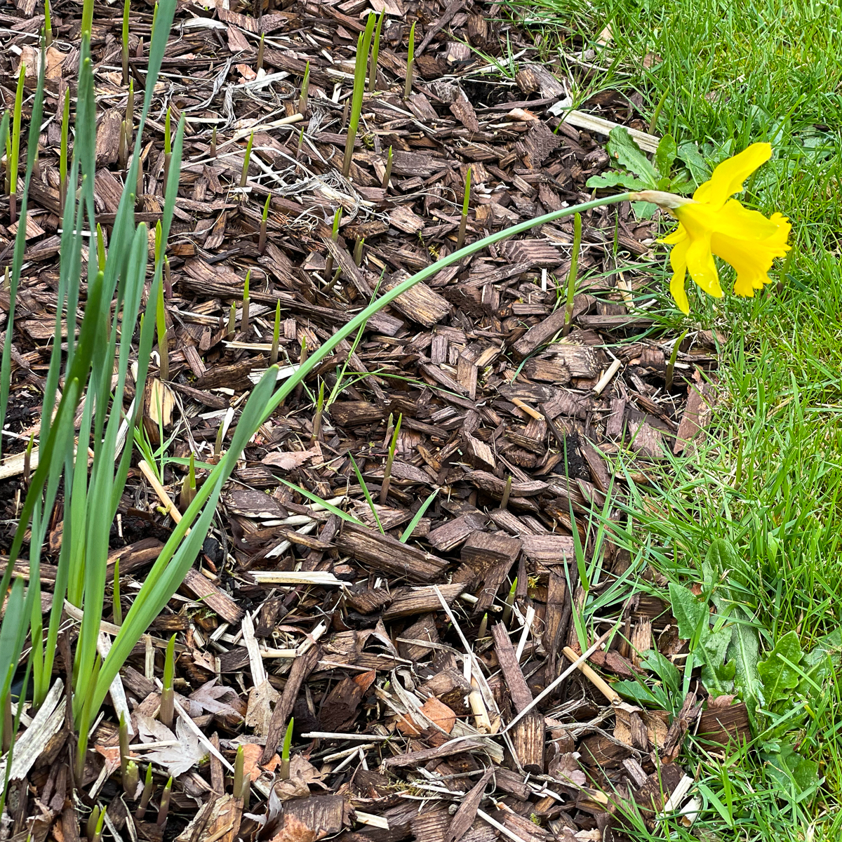 single daffodil in shady part of the garden that needs to be transplanted