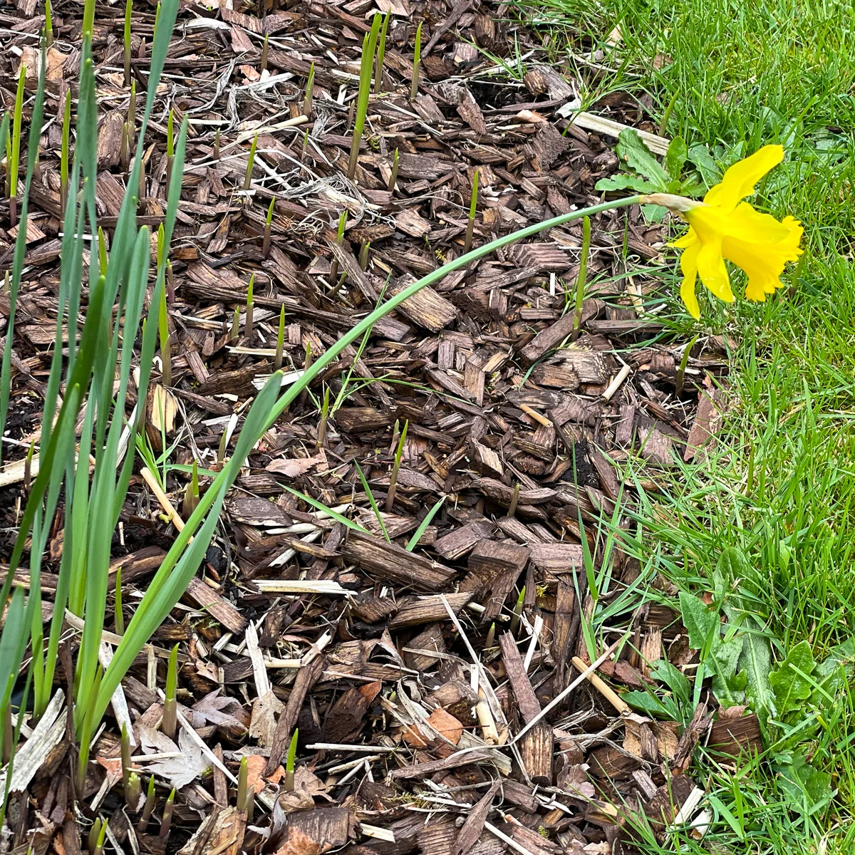 single daffodil in shady part of the garden that needs to be transplanted