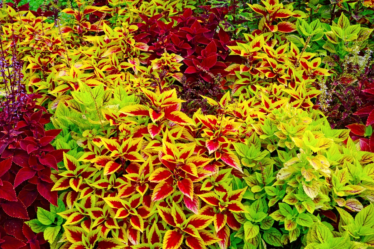 different colors of coleus plants