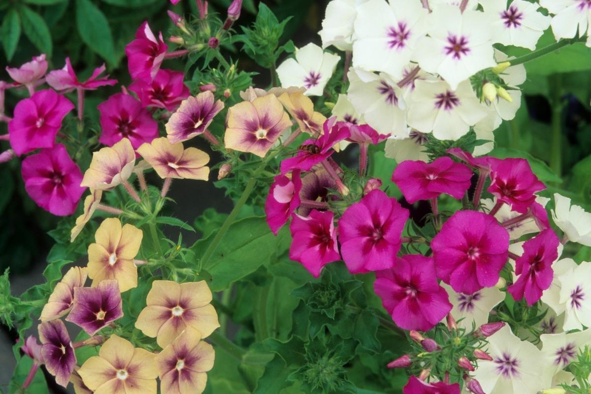 different colors of phlox flowers