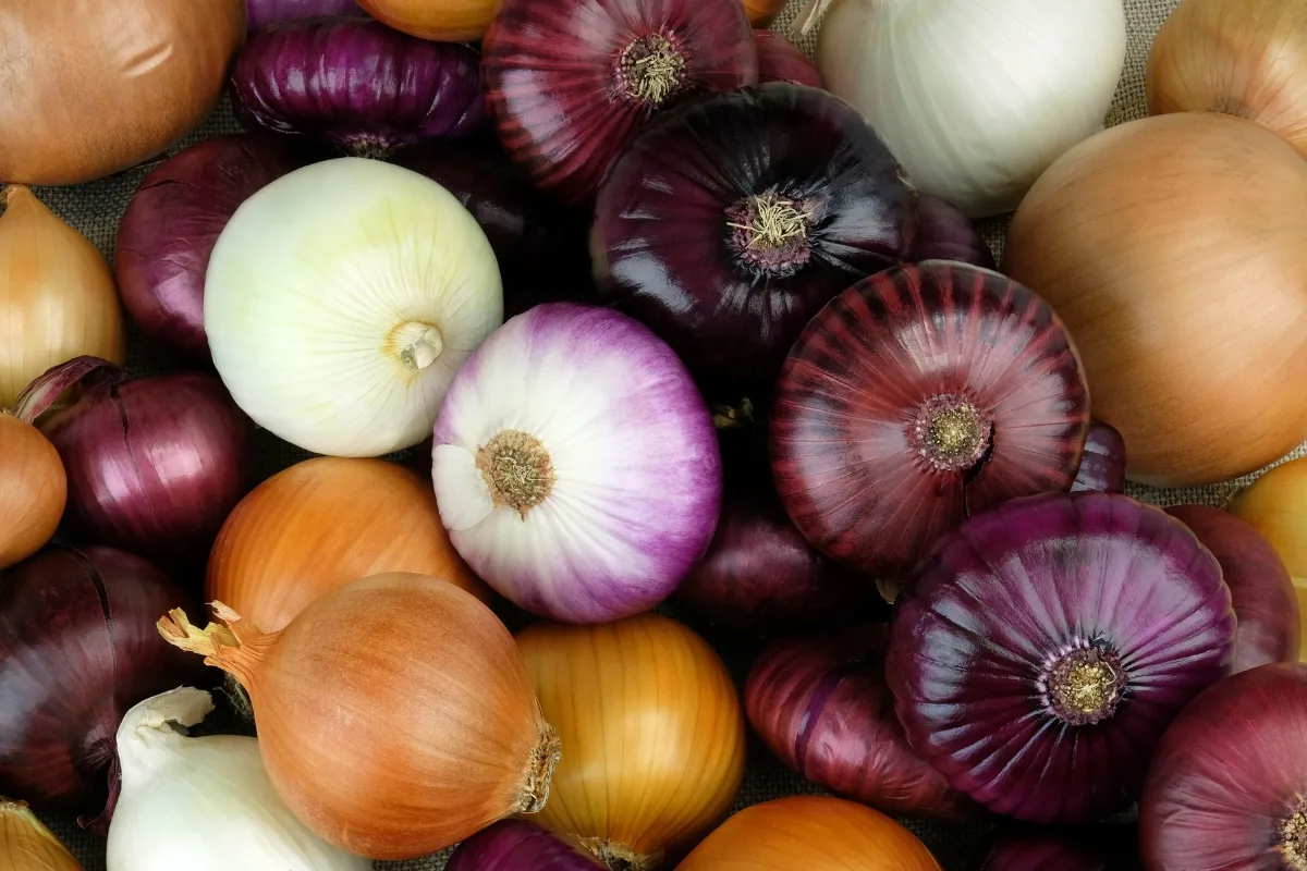 red, yellow and white onions