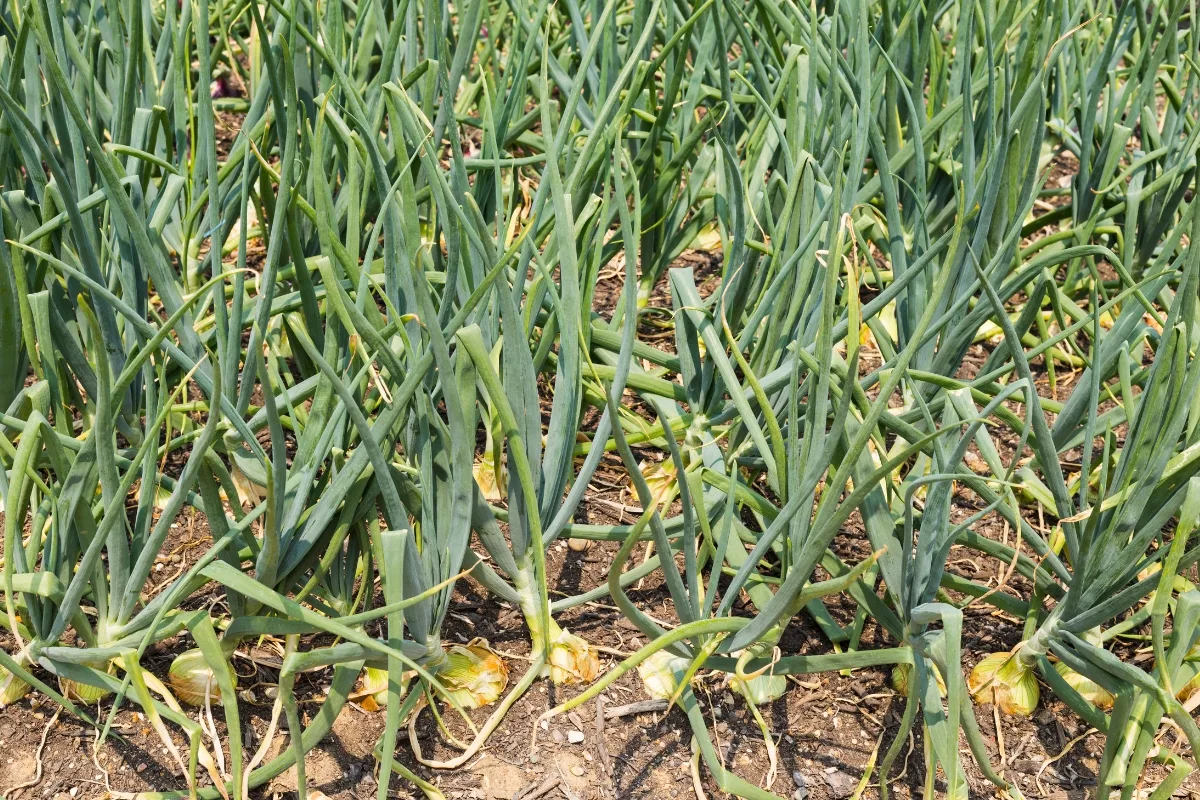 field of onion plants