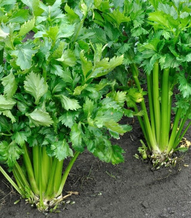 Celery plants growing in the ground