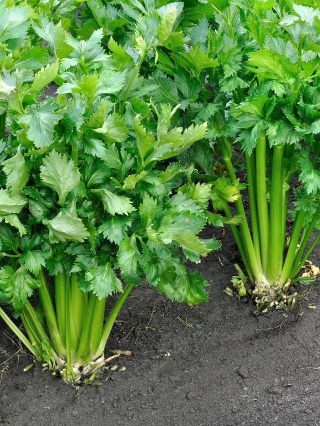 GROWING CELERY FROM SEED