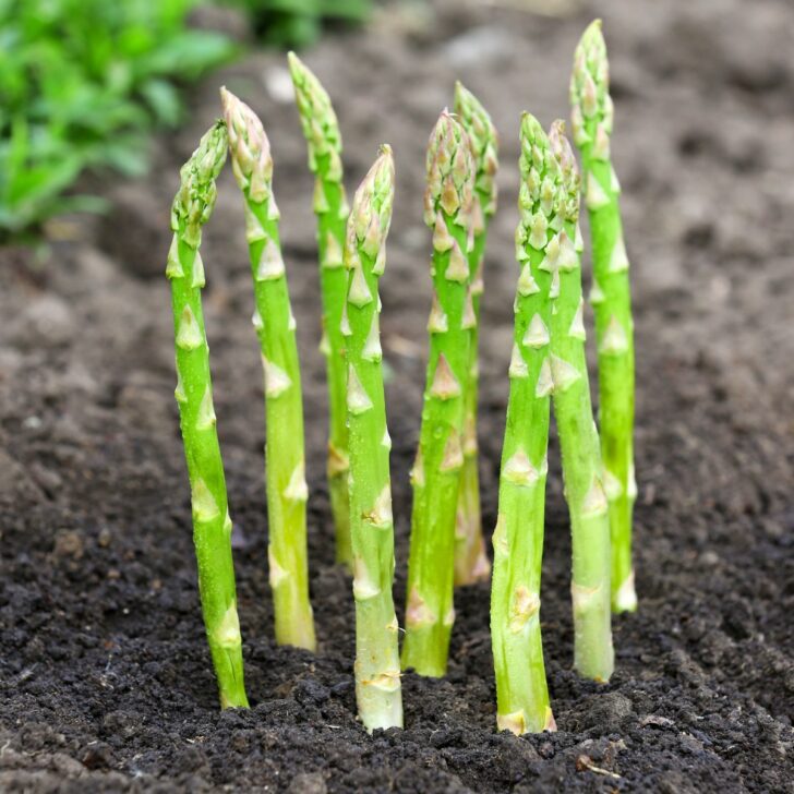 asparagus growing out of the ground
