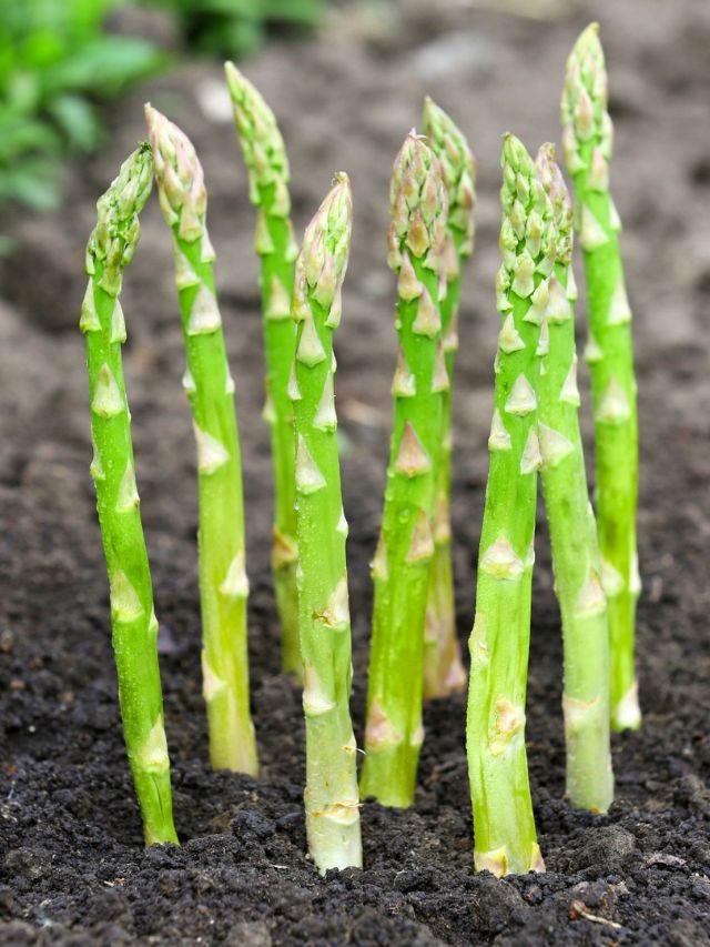 GROWING ASPARAGUS FROM SEED
