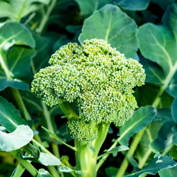 growing broccoli from seed