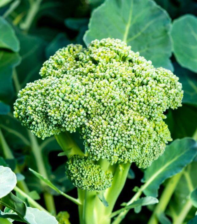 close up of a broccoli bunch