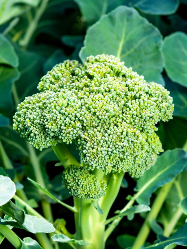 GROWING BROCCOLI FROM SEED