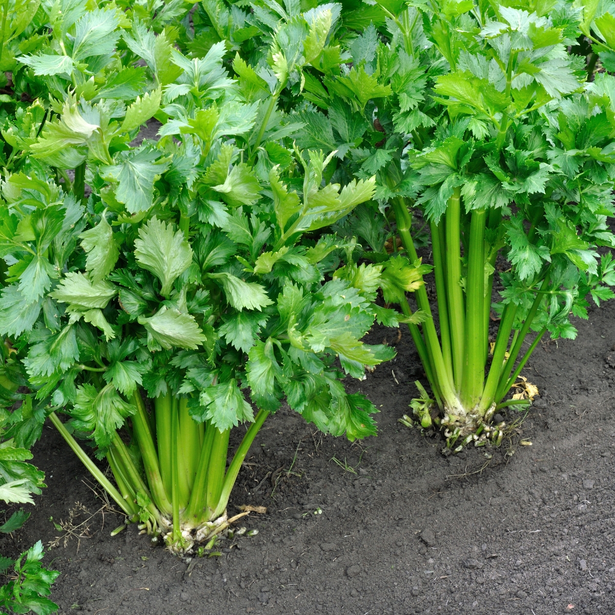 growing celery from seed