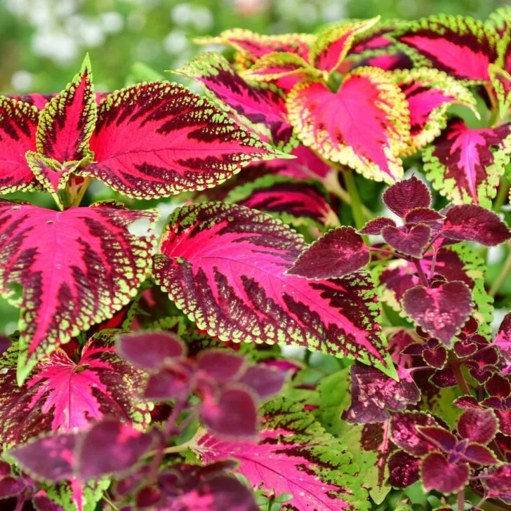 growing coleus from seed