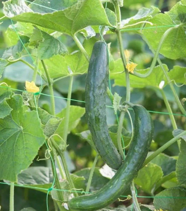 close up of cucumbers growing on the vine