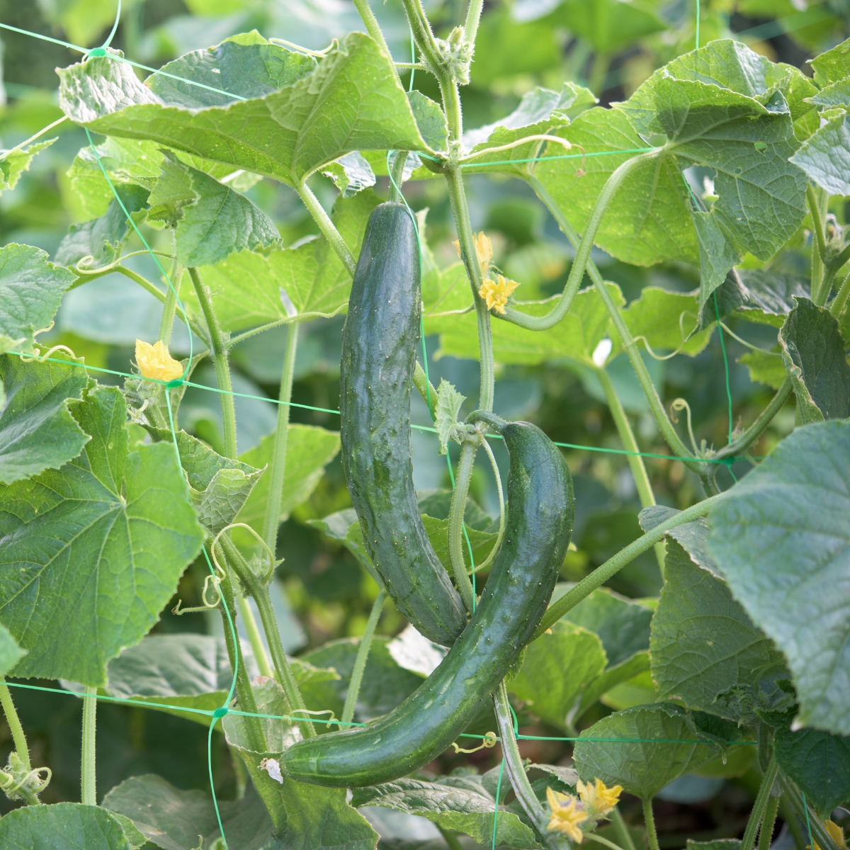 growing cucumbers from seed